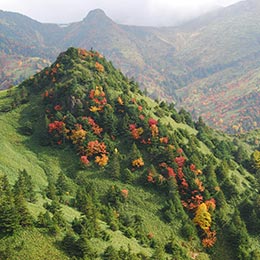 Autumn Leaves Watching Tour