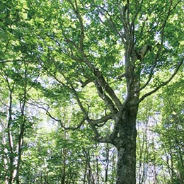 大倉新道コース