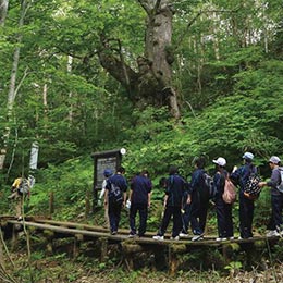 しなの木コース