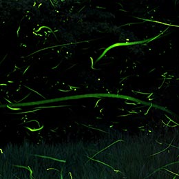 ゲンジボタル観賞