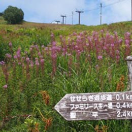 湿原地帯の遊歩道 せせらぎコース