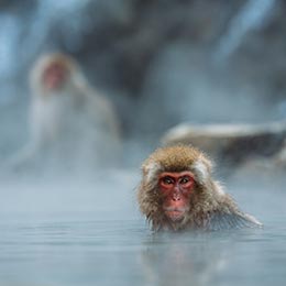 地獄谷野猿公苑