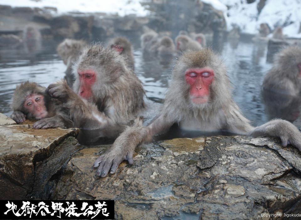 パウダースノーで最高の雪山体験を。