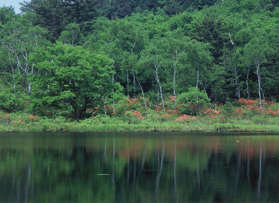 透き通る青空と、白樺の緑に癒される。